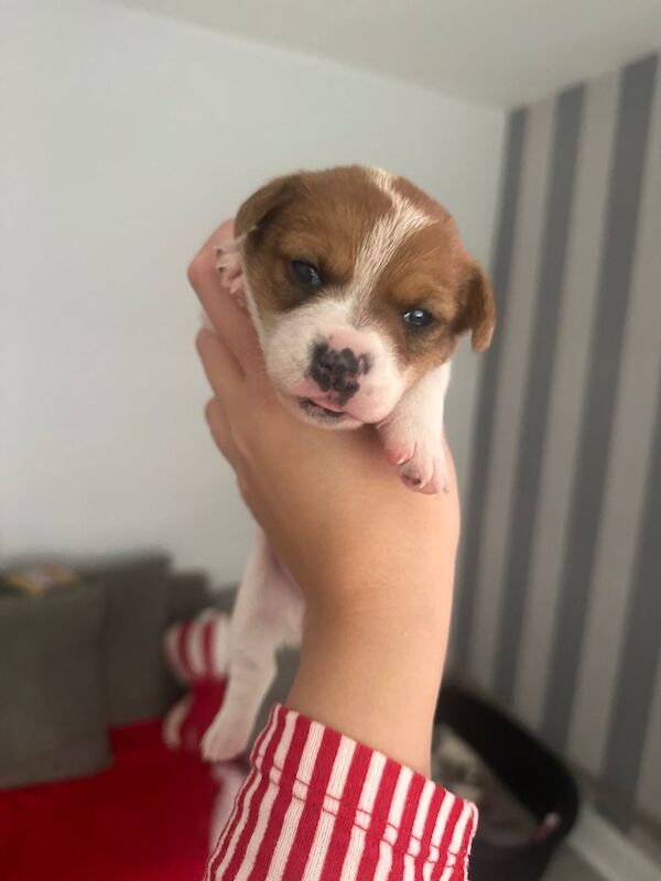 Jack Russell Terrier puppies for sale in Orpington, Greater London – 2 weeks old