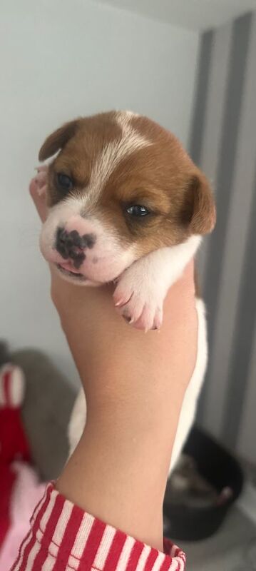 Jack Russell Terrier puppies for sale in Orpington, Greater London – 2 weeks old - Image 2 of 5