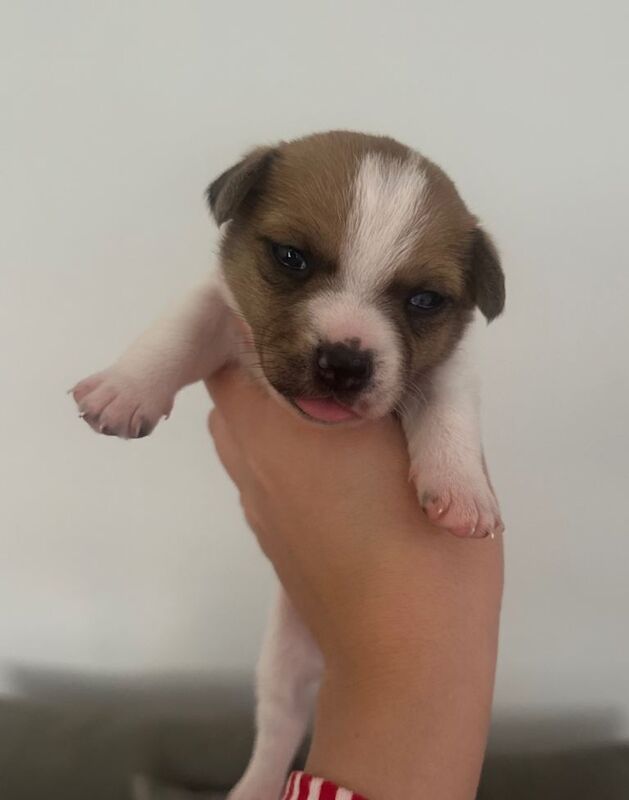 Jack Russell Terrier puppies for sale in Orpington, Greater London – 2 weeks old - Image 3 of 5