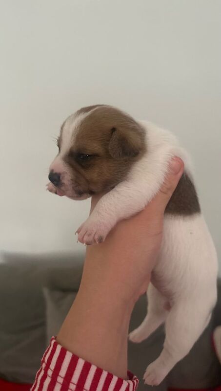 Jack Russell Terrier puppies for sale in Orpington, Greater London – 2 weeks old - Image 4 of 5