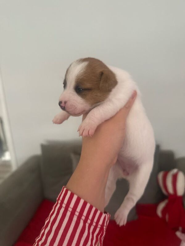 Jack Russell Terrier puppies for sale in Orpington, Greater London – 2 weeks old - Image 5 of 5