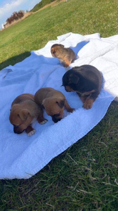 Jack Russell puppy’s