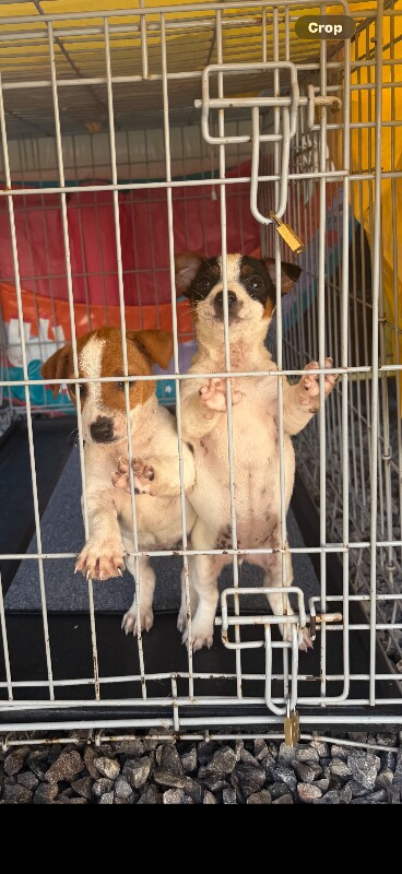 Jack russell puppy’s