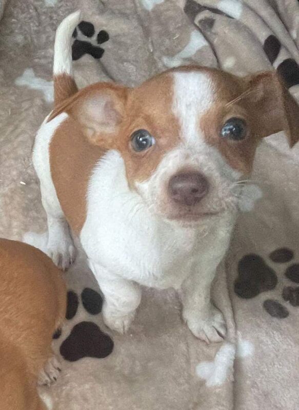 Jack Russell Puppys for sale