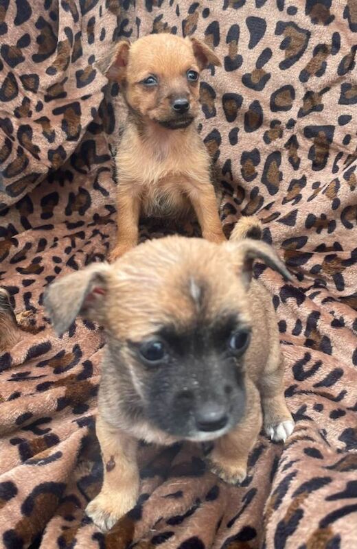 Jack Russell Puppys for sale