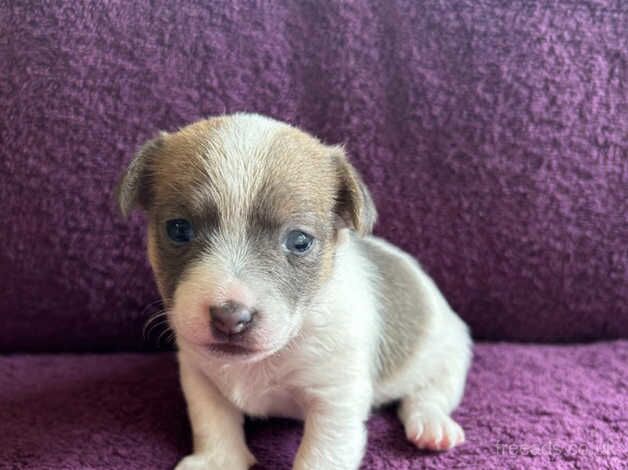 Jack Russell Terrier puppies for sale in Evesham, Worcestershire – 1 year old - Image 1 of 5