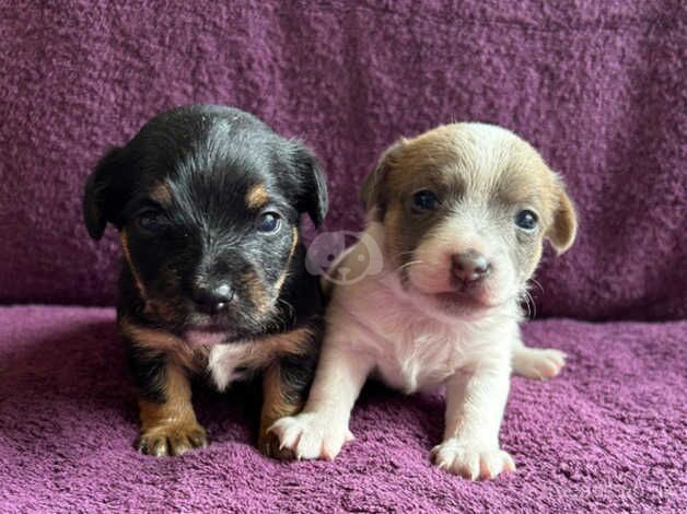 Jack Russell Terrier puppies for sale in Evesham, Worcestershire – 1 year old - Image 2 of 5