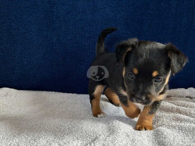 Jack Russell Terrier puppies for sale in Evesham, Worcestershire – 1 year old - Image 3 of 5