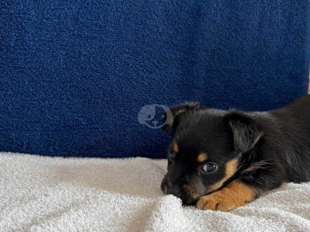 Jack Russell Terrier puppies for sale in Evesham, Worcestershire – 1 year old - Image 4 of 5