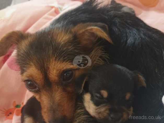 Jack Russell Terrier puppies for sale in Evesham, Worcestershire – 1 year old - Image 5 of 5