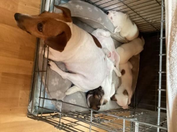 Jack Russell puppys short legged smooth coat for sale in Avonmouth, Bristol - Image 1