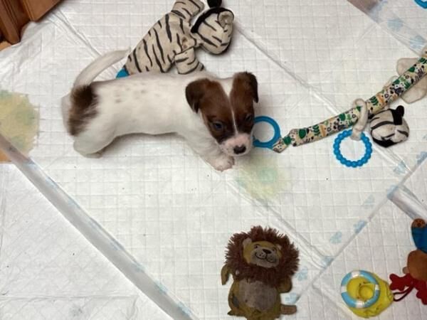 Jack Russell puppys short legged smooth coat for sale in Avonmouth, Bristol - Image 2