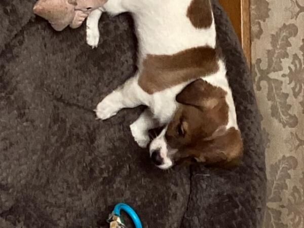 Jack Russell puppys short legged smooth coat for sale in Avonmouth, Bristol - Image 3
