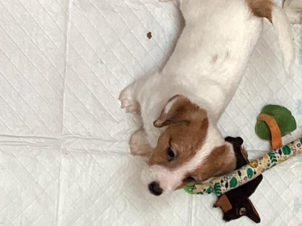 Jack Russell puppys short legged smooth coat for sale in Avonmouth, Bristol - Image 4