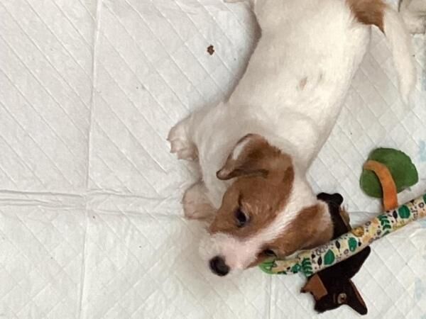 Jack Russell puppies for sale in Avonmouth, Bristol – 1 year old - Image 4 of 5