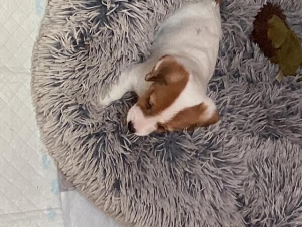 Jack Russell puppys short legged smooth coat for sale in Avonmouth, Bristol - Image 5