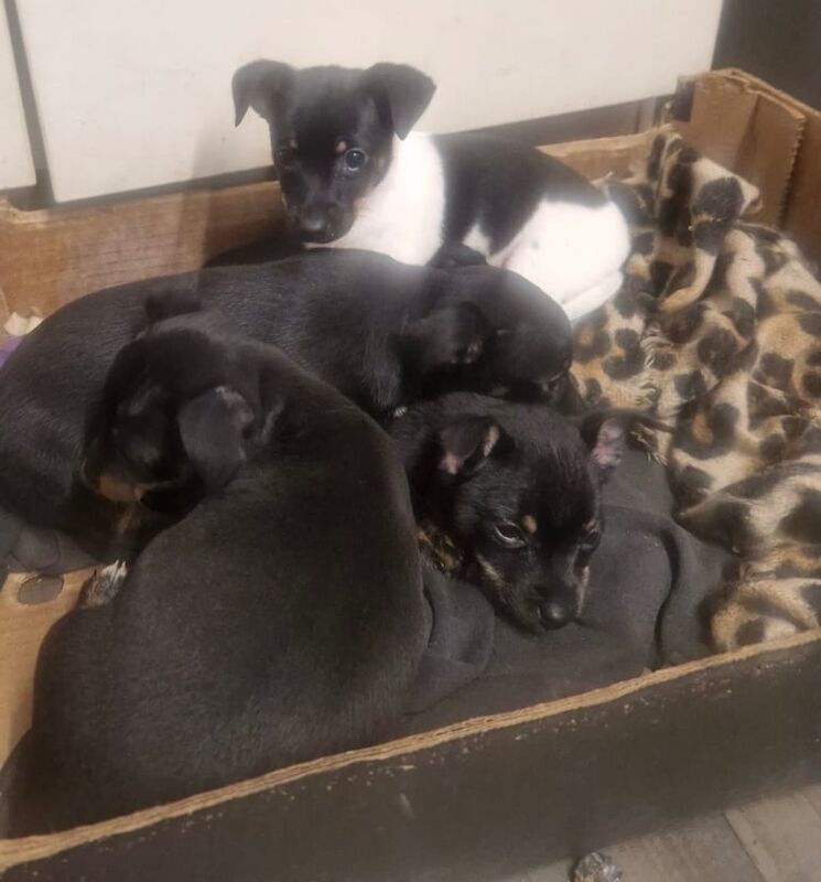 Jack Russell Terrier puppies for sale in Whitfield, Kent – 1 year old - Image 1 of 3