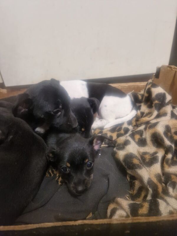 Jack Russell Terrier puppies for sale in Whitfield, Kent – 1 year old - Image 2 of 3