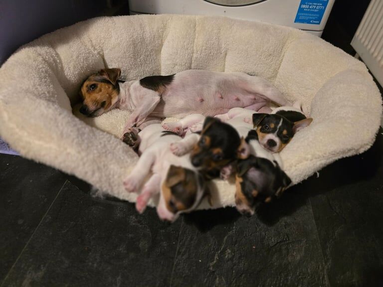 Jack Russell Terrier puppies for sale in Clackmannan, Clackmannanshire – 1 year old - Image 2 of 3