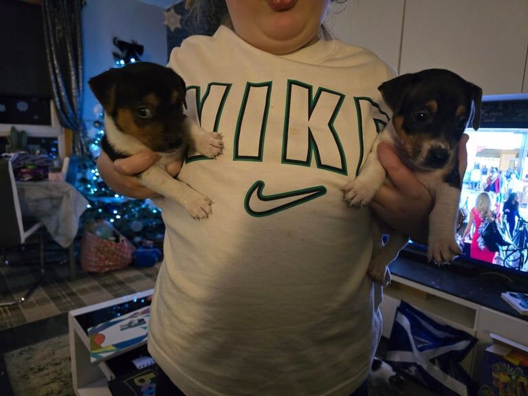 Jack Russell Terrier puppies for sale in Clackmannan, Clackmannanshire – 1 year old - Image 3 of 3