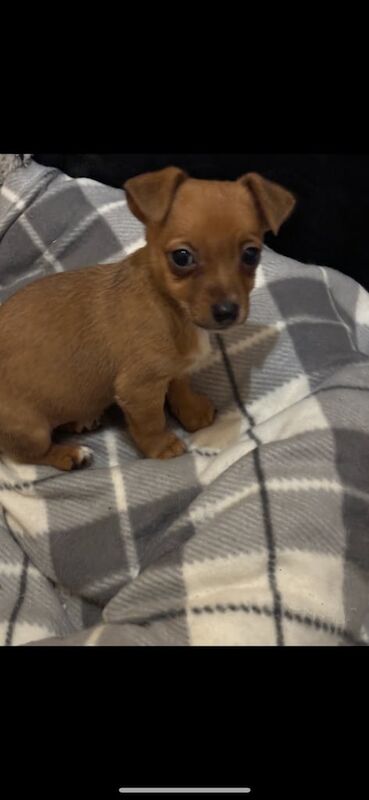 Jack Russell pups for sale in Derby, Derbyshire