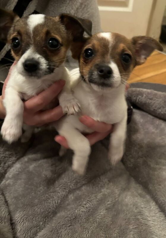 Jack Russell pups for sale in Derby, Derbyshire - Image 2