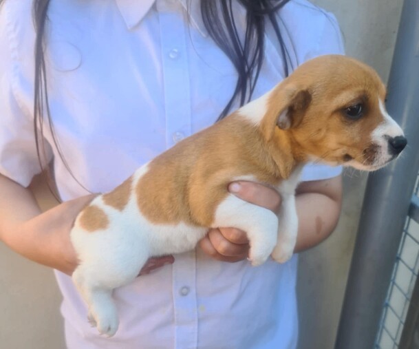 Jack Russell pups for sale in Lisburn, County Down