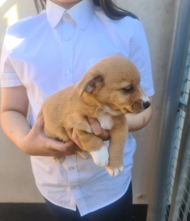 Jack Russell pups for sale in Lisburn, County Down - Image 2