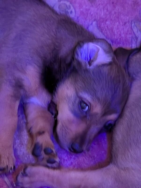 Jack Russell pups for sale in Mauchline, Ayrshire and Arran