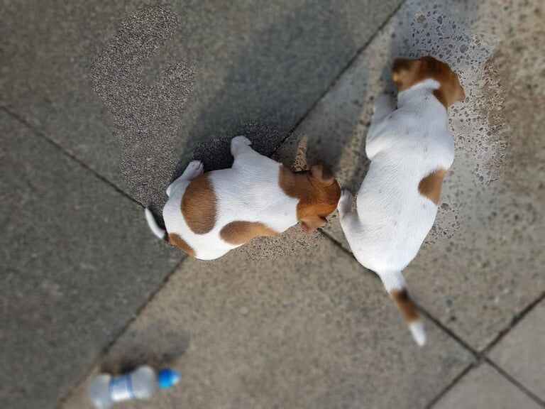 Jack Russell pups for sale in Alvaston, Derbyshire