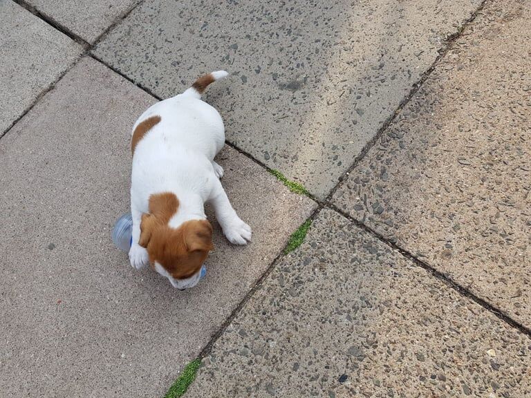 Jack Russell pups for sale in Alvaston, Derbyshire | Image 2