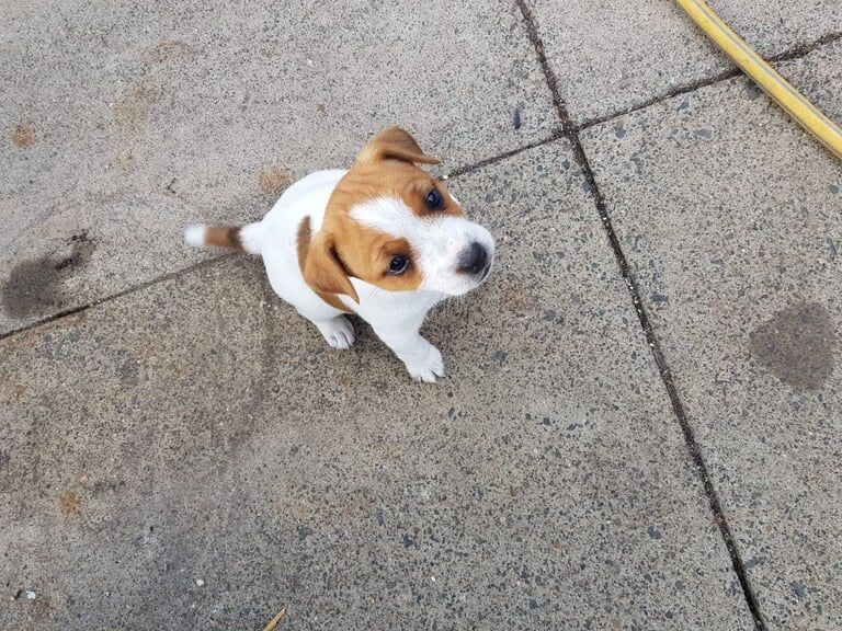 Jack Russell pups for sale in Alvaston, Derbyshire | Image 3