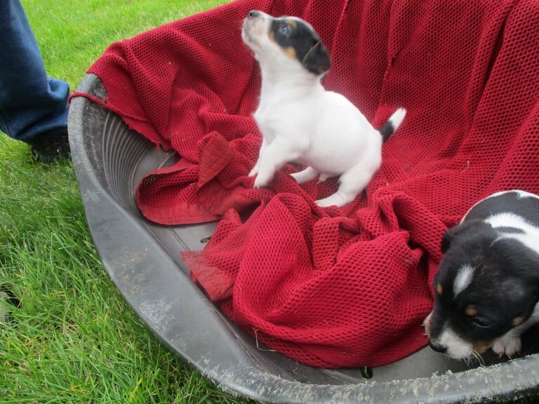 jack russell pups for sale in Llansamlet, West Glamorgan