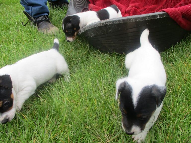 jack russell pups for sale in Llansamlet, West Glamorgan | Image 2