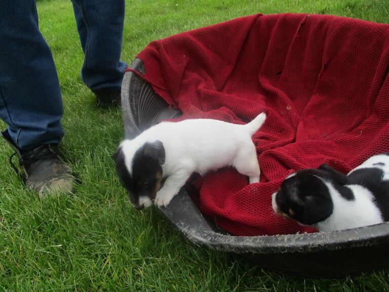 jack russell pups for sale in Llansamlet, West Glamorgan | Image 3