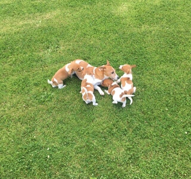 Jack Russell puppies for sale in Crossgar, County Down – 9 weeks old
