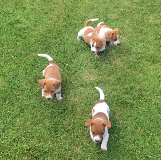 Jack Russell puppies for sale in Crossgar, County Down – 9 weeks old - Image 2 of 3