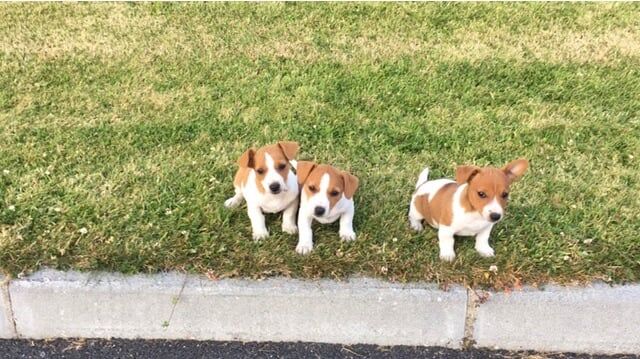Jack Russell puppies for sale in Crossgar, County Down – 9 weeks old - Image 3 of 3