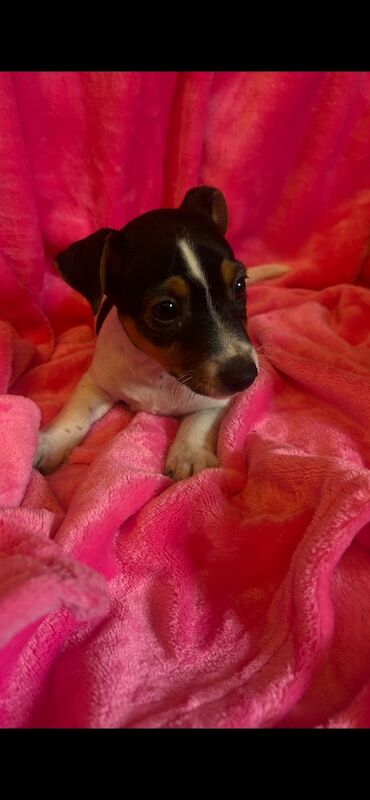 Jack Russell pups