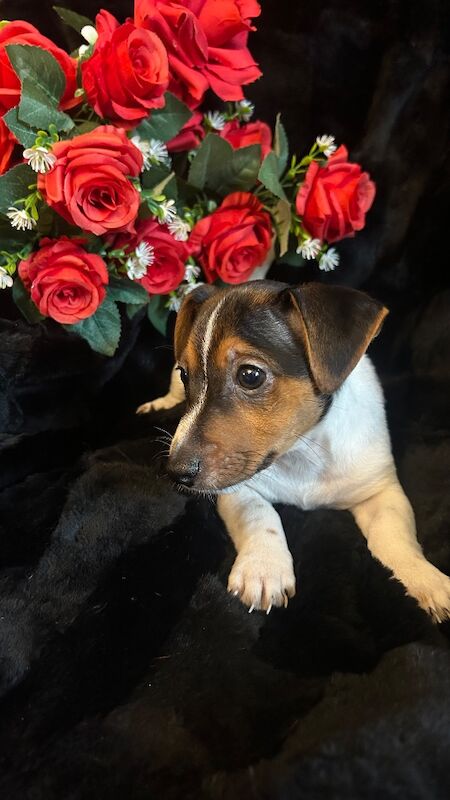 Jack Russell pups