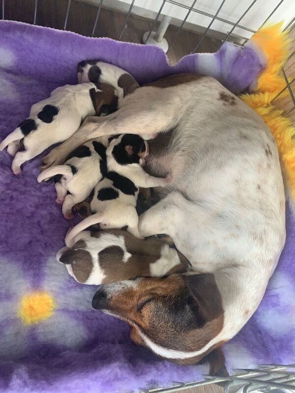 Jack Russell puppies for sale in Wickford, Essex – 8 weeks old