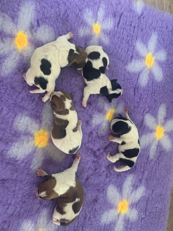 Jack Russell puppies for sale in Wickford, Essex – 8 weeks old - Image 2 of 3