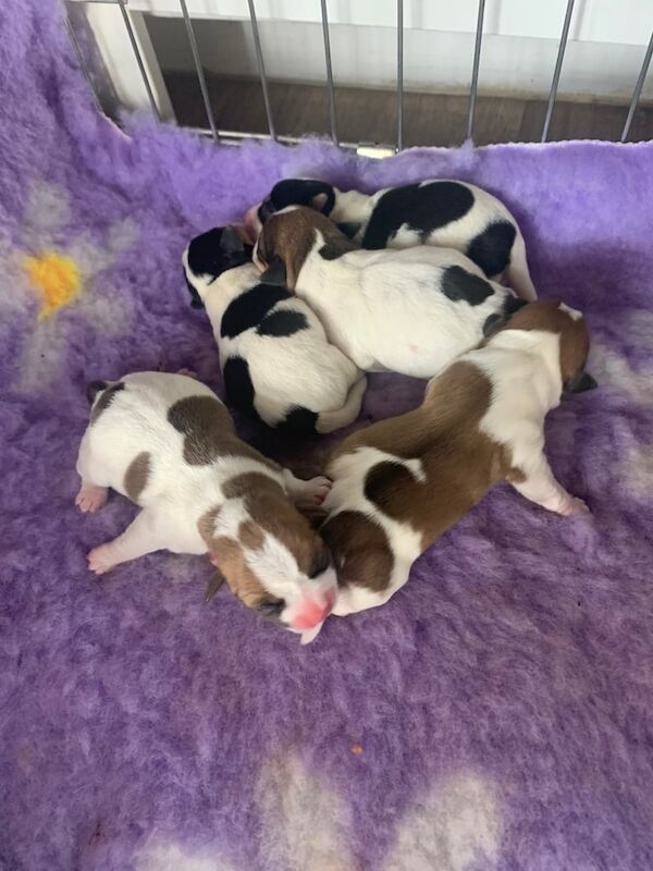 Jack Russell puppies for sale in Wickford, Essex – 8 weeks old - Image 3 of 3
