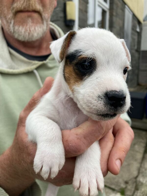 Jack Russell puppies for sale in Bideford, Devon – 6 weeks old