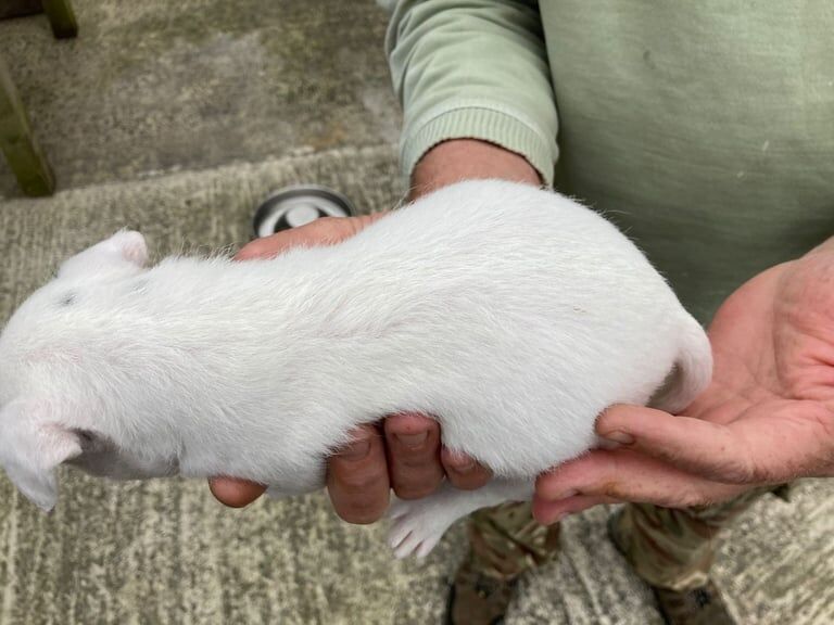 Jack Russell puppies for sale in Bideford, Devon – 6 weeks old - Image 2 of 3