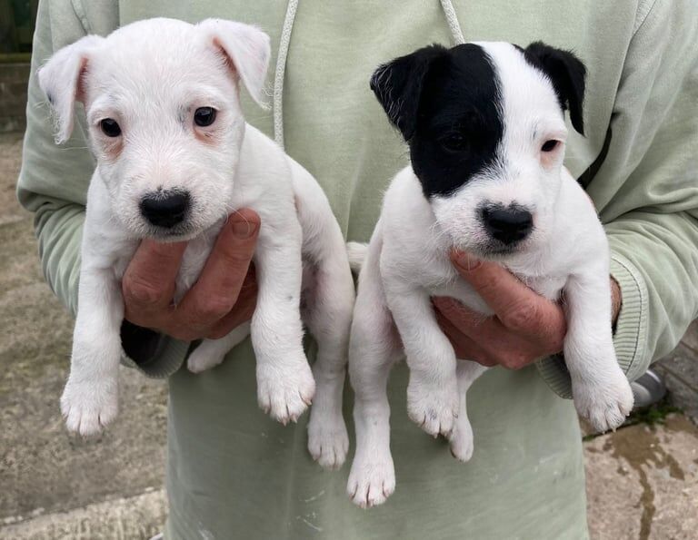 Jack Russell puppies for sale in Bideford, Devon – 6 weeks old - Image 3 of 3