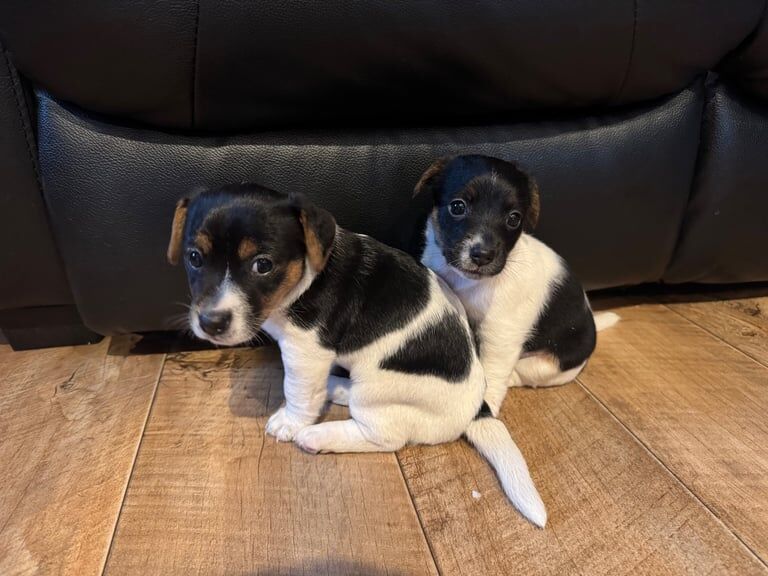 Jack Russell puppies for sale in Lisburn, County Down – 5 weeks old