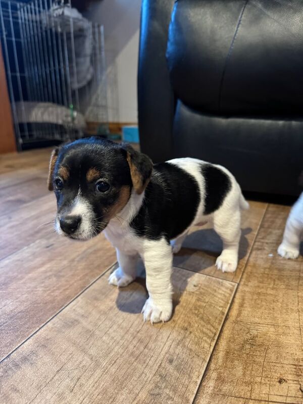 Jack Russell puppies for sale in Lisburn, County Down – 5 weeks old - Image 2 of 3