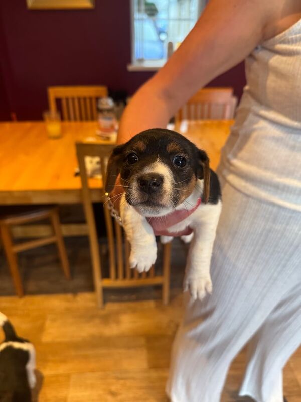 Jack Russell puppies for sale in Lisburn, County Down – 5 weeks old - Image 3 of 3