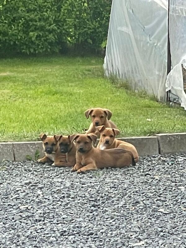 Jack Russell puppies for sale in Downpatrick, County Down – 8 weeks old